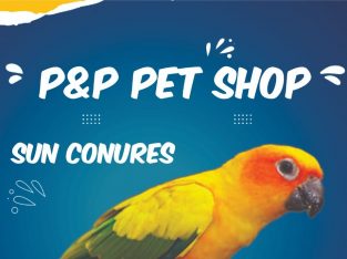 P & P Pet Shop