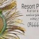 Resort Peacock